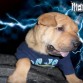 Mas Flow..!!1